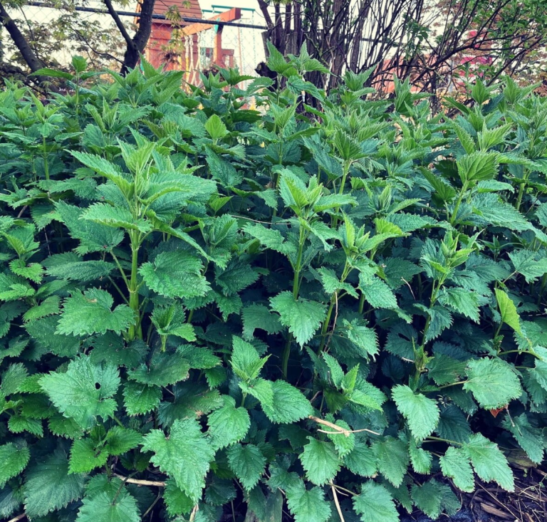 Stinging Nettle Pesto Recipe